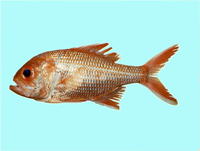 Centroberyx gerrardi, Bight redfish: fisheries