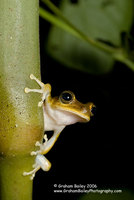 Spotted-thighed Tree Frog - Hyla fasciata