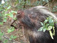 Image of: Hystrix africaeaustralis (Cape porcupine)