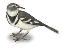 Image of: Dendronanthus indicus (forest wagtail)