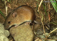 Apodemus agrarius - Striped Field Mouse