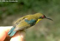 Metallic-winged Sunbird - Aethopyga pulcherrima