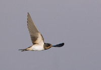 Swallow (Hirundo rustica) photo