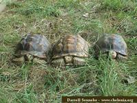 African Spurred Tortoise, Geochelone sulcata