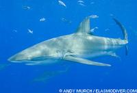Dusky Shark - Carcharhinus obscurus