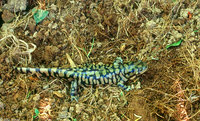 : Ambystoma tigrinum tigrinum; Eastern Tiger Salamander