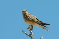 : Falco rupicoloides; Greater Kestrel
