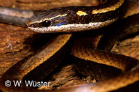 : Coniophanes imperialis; Snake