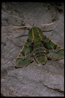 : Arctonotus lucidus; Bear Sphinx Moth