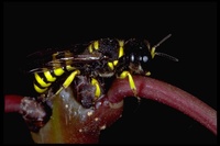: Ectemnius continuus; Crabonid Wasp