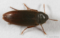: Orchesia sp.