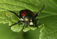 : Popillia japonica; Japanese Beetle