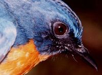 Mangrove Blue Flycatcher » Cyornis rufigastra