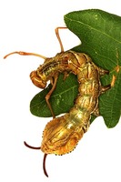 Stauropus fagi - Lobster Moth