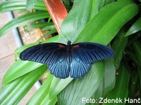 Papilio memnon - Great Mormon