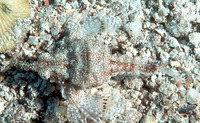 Eurypegasus draconis, Short dragonfish: