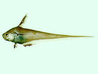 Malacocephalus laevis, Softhead grenadier: fisheries