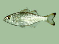 Kuhlia marginata, Dark-margined flagtail: fisheries, aquarium