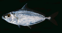 Leiognathus berbis, Berber ponyfish: fisheries