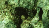 Salarias guttatus, Breast-spot blenny: aquarium