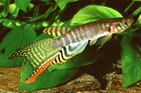 Aphyolebias peruensis, Peruvian longfin: aquarium