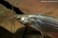 Porochilus argenteus, Silver tandan: gamefish