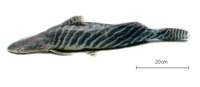 Brachyplatystoma tigrinum, Tigerstriped catfish: