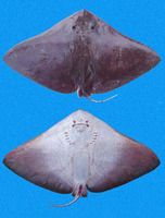 Gymnura crebripunctata, Longsnout butterfly ray: fisheries
