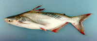 Pangasius bocourti, : fisheries