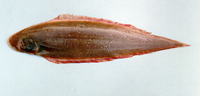 Cynoglossus microlepis, Smallscale tonguesole: fisheries