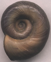Planorbarius corneus - Great Ramshorn Snail