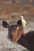 Image of: Rusa unicolor (sambar), Bubulcus ibis (cattle egret)