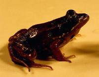 Image of: Rana okaloosae (Florida bog frog)