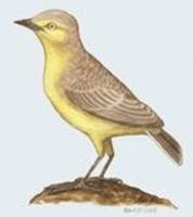 Image of: Ashbyia lovensis (gibberbird)