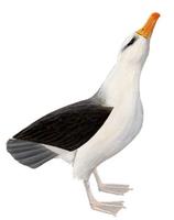 Image of: Thalassarche melanophrys (black-browed albatross)