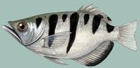 Image of: Toxotes jaculatrix (archerfish)
