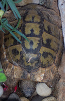 Testudo hermanni - Hermann's Tortoise