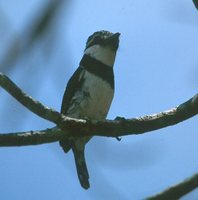 Pied Puffbird - Notharchus tectus