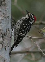Nuttall's Woodpecker - Picoides nuttallii