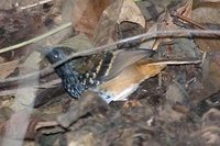 Scalloped Antbird - Myrmeciza ruficauda
