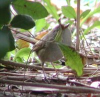 Japanese Bush-Warbler - Cettia diphone