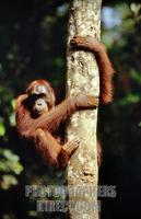 Orangutan . Sepilok , Sabah , Borneo . Malaysia . stock photo