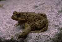 : Bufo boreas halophilus; California Toad
