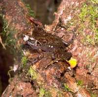 : Gephyromantis moseri; Moser's Forest Frog