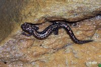 : Plethodon welleri; Weller's Salamander