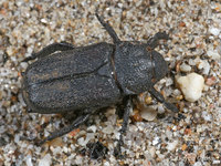 : Cremastocheilus sp.