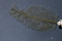 : Gymnangium sp.