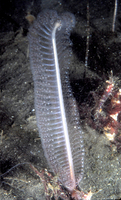: Stylatula elongata; White Sea Pen