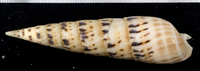 : Terebra maculata