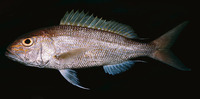 Pristipomoides multidens, Goldbanded jobfish: fisheries